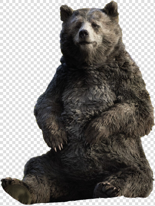 Transparent Baloo Png   Live Action Baloo Jungle Book  Png DownloadTransparent PNG