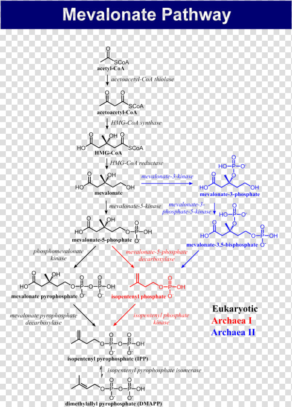 Dimethylallyl Pyrophosphate To Cholesterol  HD Png DownloadTransparent PNG