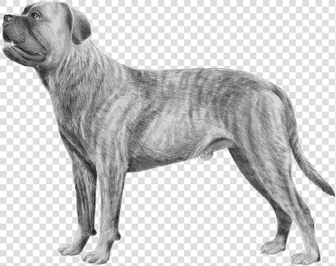 Cane Corso Transparent Background  HD Png DownloadTransparent PNG