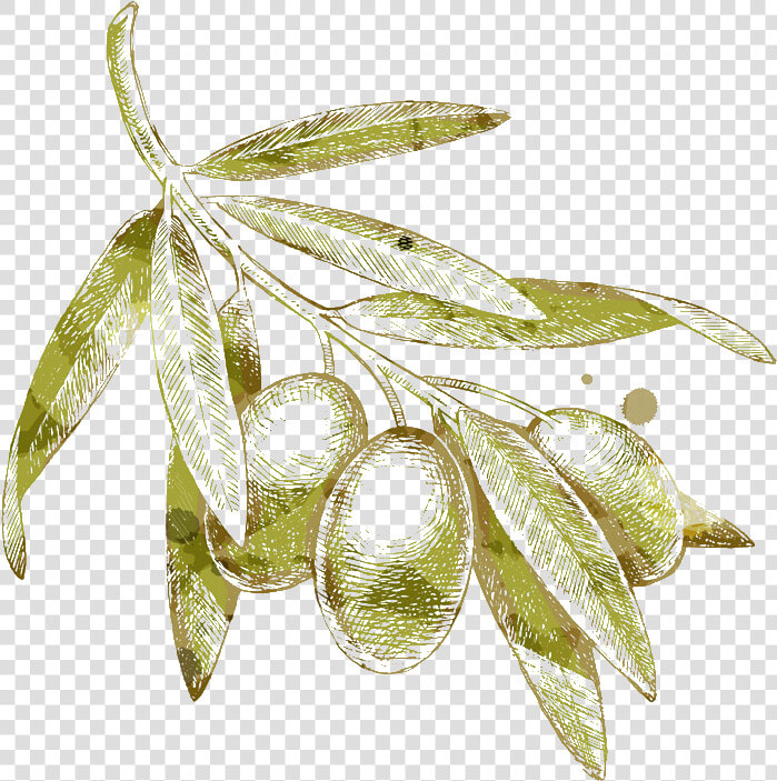 Olives Drawing Olive Branch   Olive Leaf Drawing Png  Transparent PngTransparent PNG