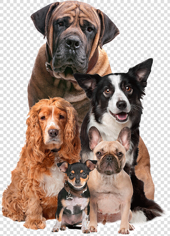 Transparent Small Dog Png   Love All Kinds Of Dogs  Png DownloadTransparent PNG