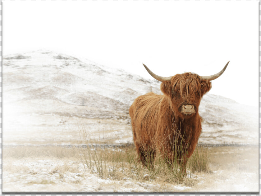 Yak   Highland Baby Cow Canvas  HD Png DownloadTransparent PNG