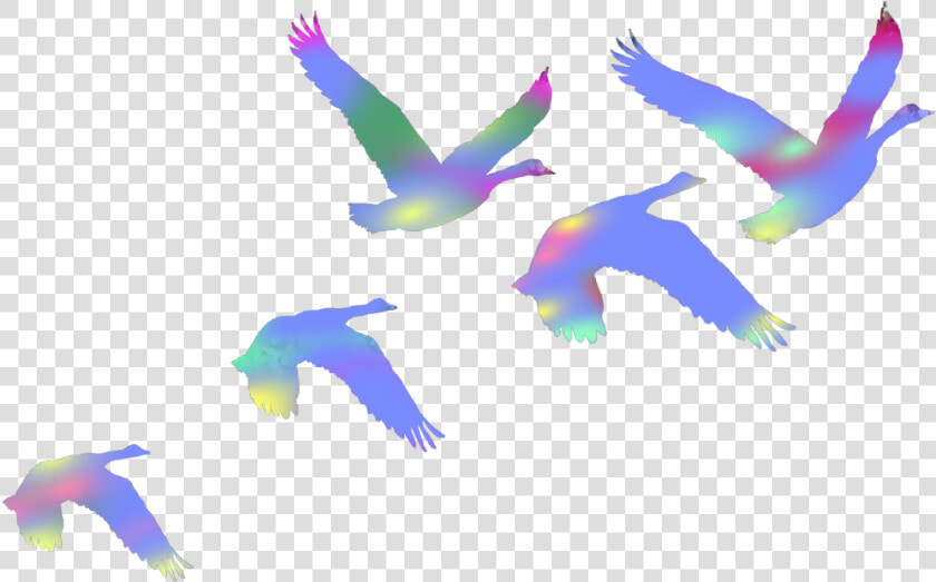  birds  swans  flyingbirds  flaying  colorful  duce   Colorful Flock Of Birds Png  Transparent PngTransparent PNG