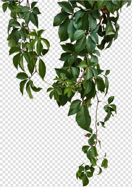 Kisspng Vine Green Vines 5a6adf3c400f30  Transparent PngTransparent PNG