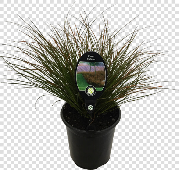 Houseplant  HD Png DownloadTransparent PNG