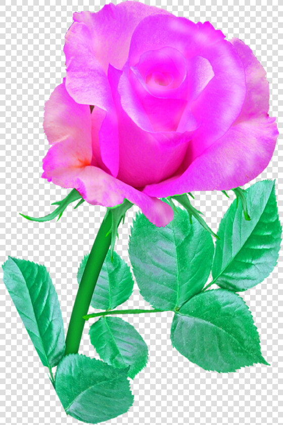 Pink Single Rose  Rose  Pink  Flower  Romance  Blossom   Rose Pink Single Flower  HD Png DownloadTransparent PNG