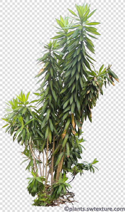 Tropical Bushes Png   Tropical Bushes Png Transparent  Png DownloadTransparent PNG