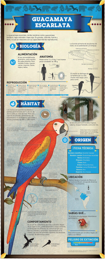 Guacamaya Infografia  HD Png DownloadTransparent PNG