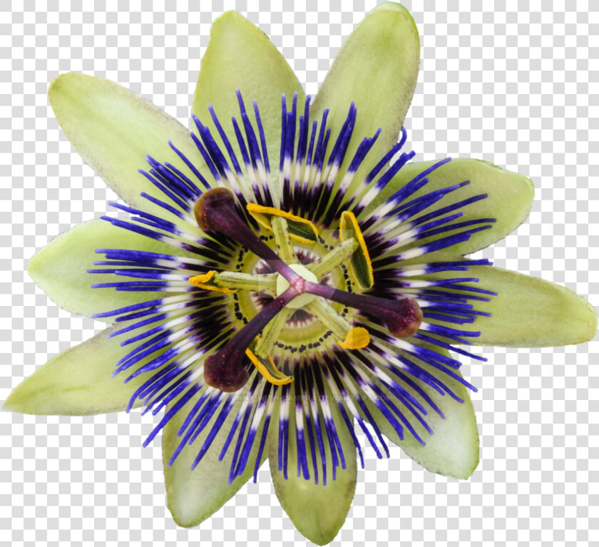 Passion flower   Passionflower Png  Transparent PngTransparent PNG