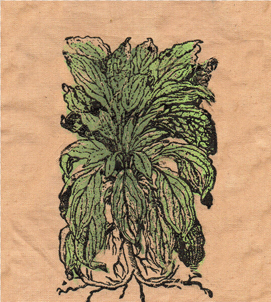 Lambs Ear Patch   Sketch  HD Png DownloadTransparent PNG