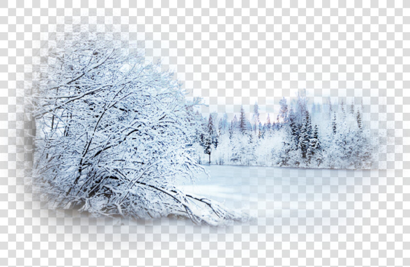 Snow Winter Blizzard Desktop Wallpaper Landscape   Forest Snowy Tree Transparent Background  HD Png DownloadTransparent PNG