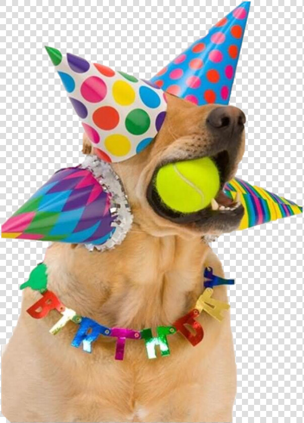 Look At The Sticker I Made   Happy Birthday Dog Party Hats  HD Png DownloadTransparent PNG