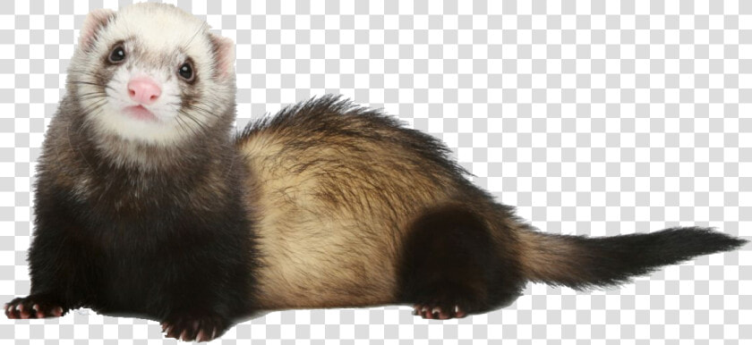 Ferret Png Photo   Ferret Without Background  Transparent PngTransparent PNG