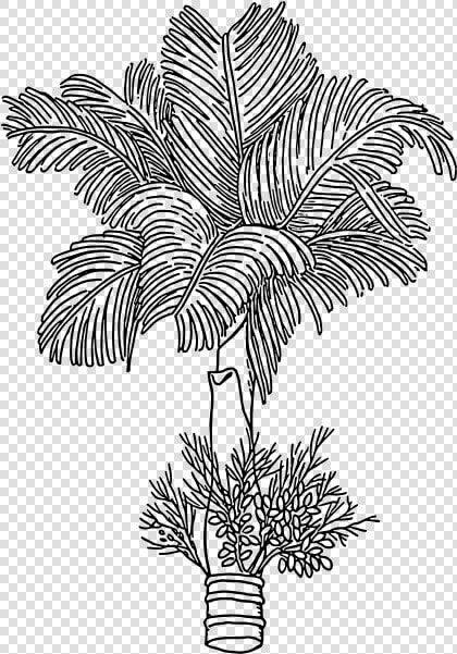 Betel   Areca Nut Tree Clipart  HD Png DownloadTransparent PNG