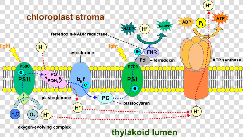 Photosynthesis Light Reaction  HD Png DownloadTransparent PNG