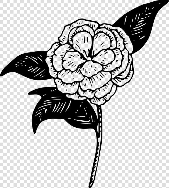 Camellia Clipart  HD Png DownloadTransparent PNG