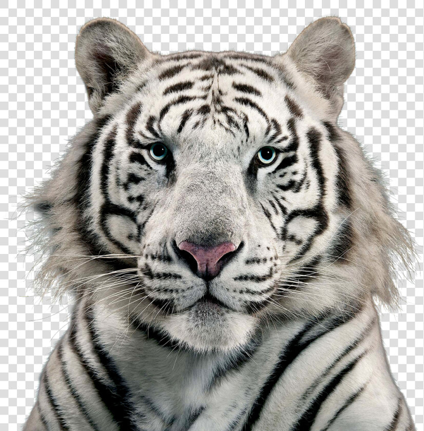 White Tiger Png Image   Free White Tiger Png  Transparent PngTransparent PNG