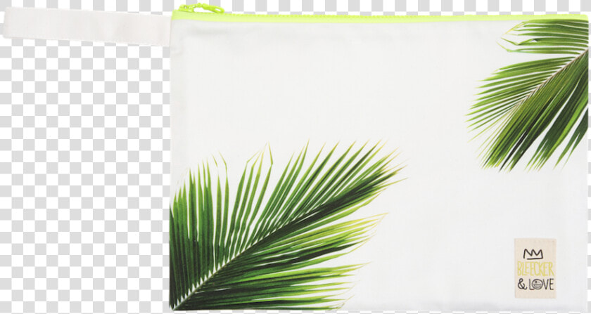 Palmera   Saw Palmetto  HD Png DownloadTransparent PNG