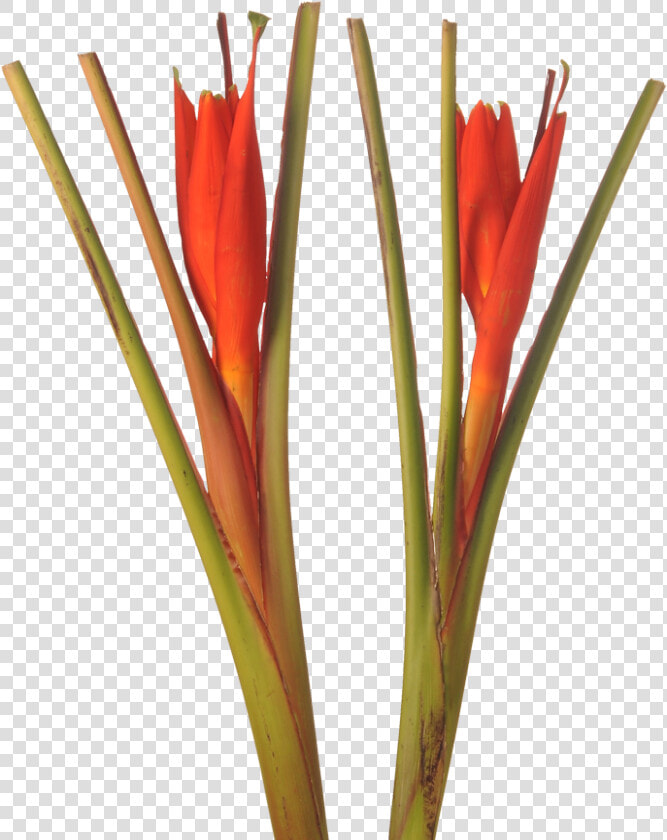 Musa Coccinea  HD Png DownloadTransparent PNG