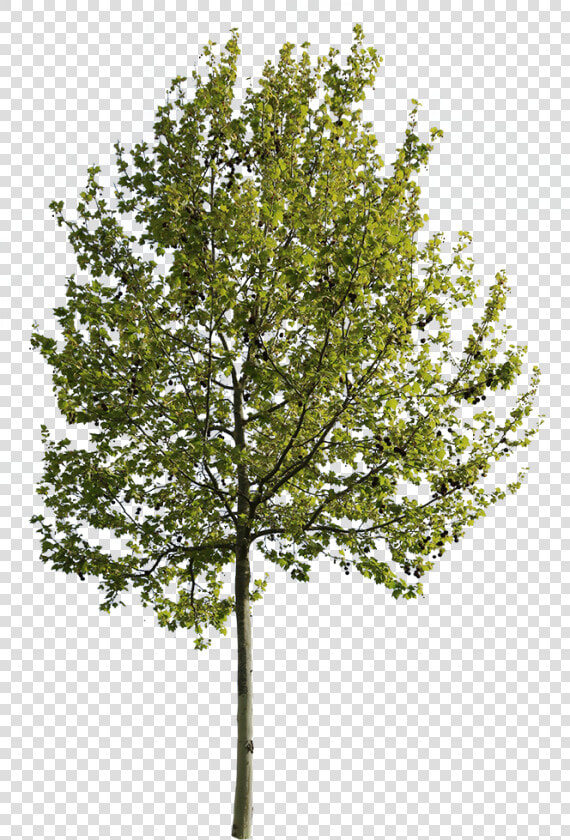 Arboles En Vista Png  Transparent PngTransparent PNG