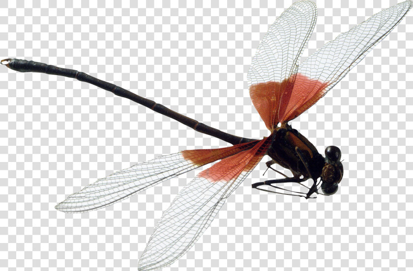 Dragonfly Png Image   Dragonfly Png  Transparent PngTransparent PNG