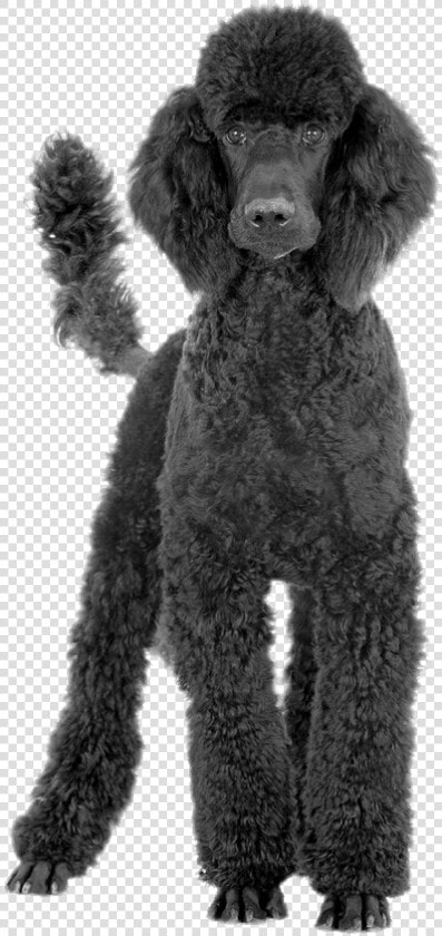 Black Poodle   Poodle Transparent Background  HD Png DownloadTransparent PNG