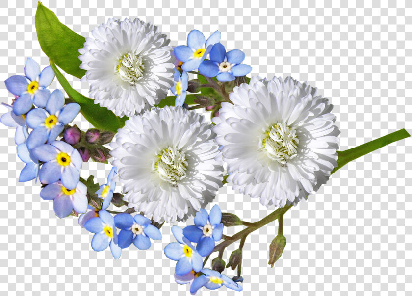 Daisy  White  Blue  Flowers   White Blue Flowers Png  Transparent PngTransparent PNG