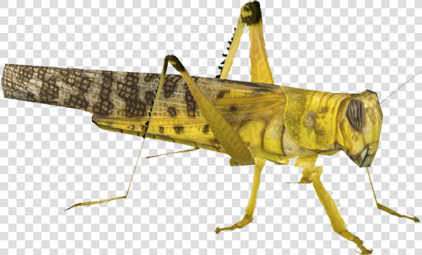 Transparent Cricket Bug Png   Yellow Locust Transparent  Png DownloadTransparent PNG