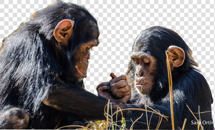 Chimfunshi Chimpanzee Sanctuary  HD Png DownloadTransparent PNG