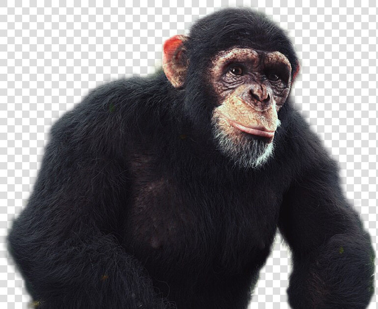 Chimpanzee Png Image   Chimpanzee Png  Transparent PngTransparent PNG