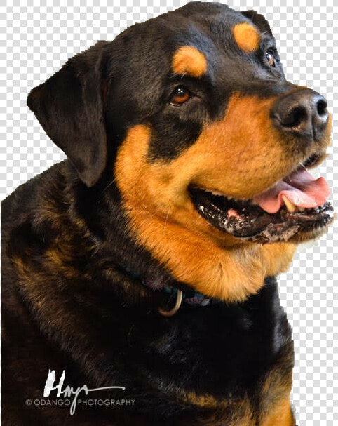 Rottweiler Png  Transparent PngTransparent PNG