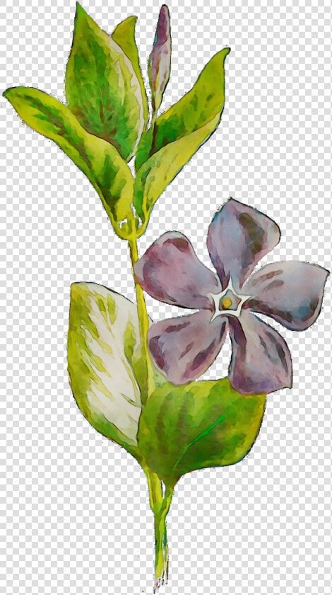 Plants Flowering Leaf Plant Stem Free Hd Image Clipart   Periwinkle  HD Png DownloadTransparent PNG