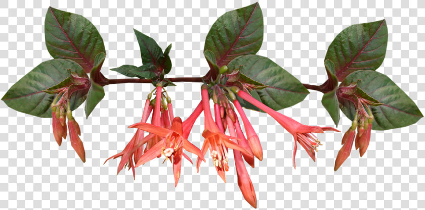 Fuchsia  HD Png DownloadTransparent PNG