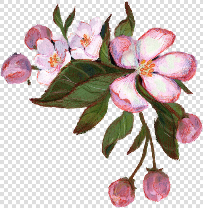 Appleblossom2   Rosa Glauca  HD Png DownloadTransparent PNG