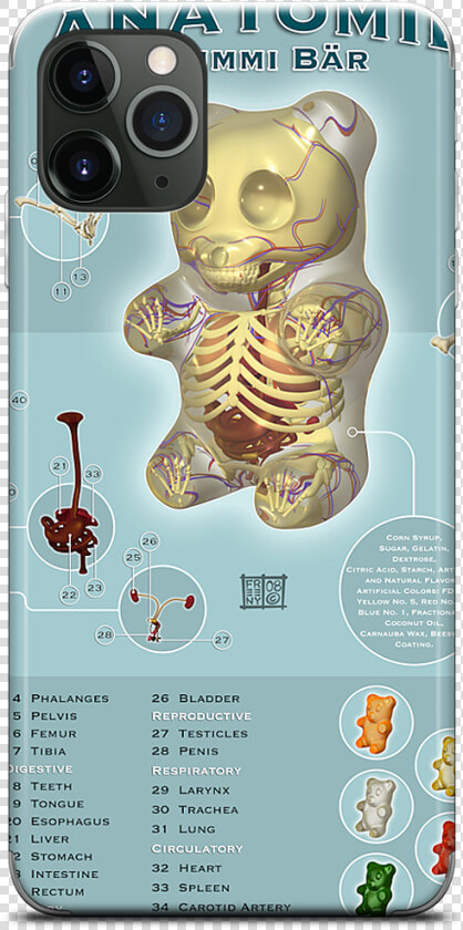 Data Mfp Src   cdn   Anatomy Gummy Bear Jason Freeny  HD Png DownloadTransparent PNG