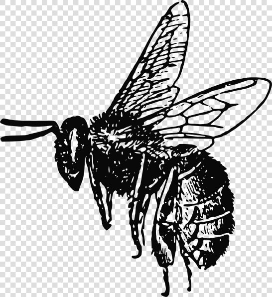 Bee Svg Clip Arts   Realistic Bee Clip Art Black And White  HD Png DownloadTransparent PNG