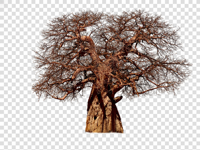 Tree  Baobab  Aesthetic  Tribe  Adansonia  African  HD Png DownloadTransparent PNG