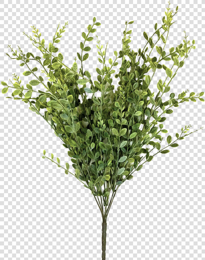 Yellow green Boxwood Bush  HD Png DownloadTransparent PNG