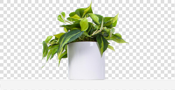 Flowerpot  HD Png DownloadTransparent PNG