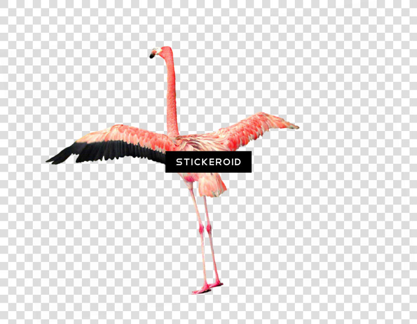 Greater Flamingo   Png Download   Greater Flamingo  Transparent PngTransparent PNG