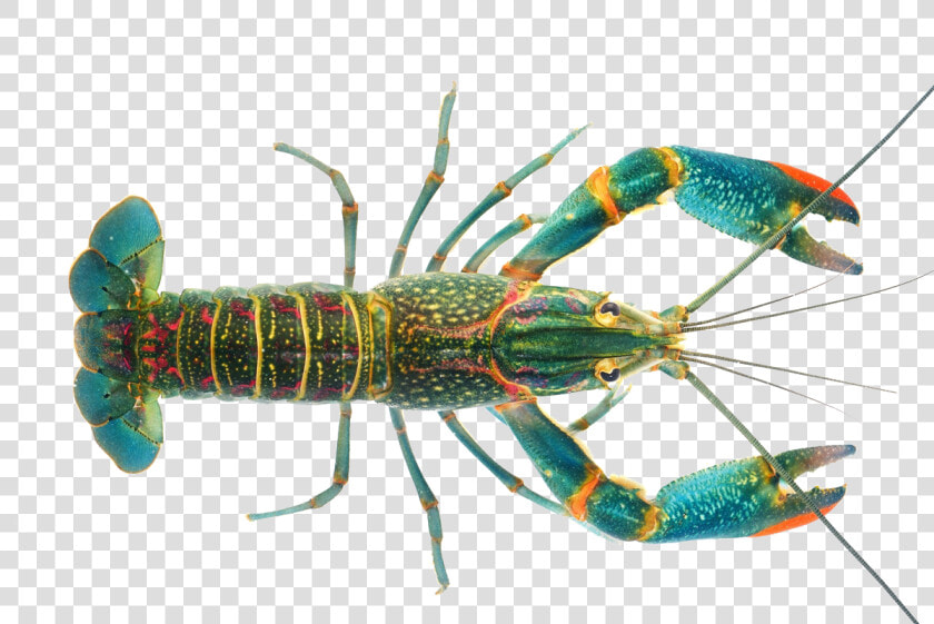 Lobster Crayfish As Food   Australian Red Claw Crayfish  HD Png DownloadTransparent PNG