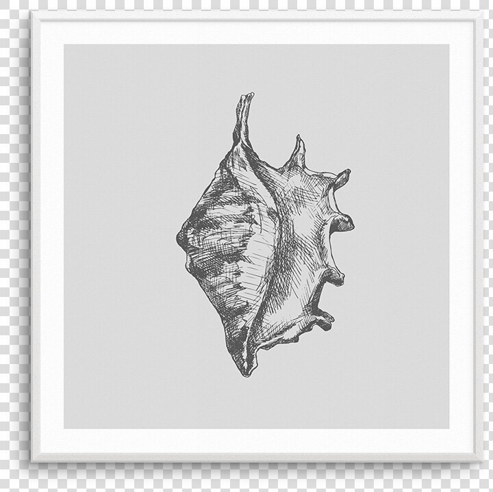 Conch  HD Png DownloadTransparent PNG