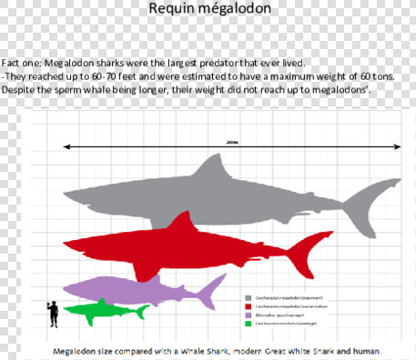 Whale Shark And Megalodon  HD Png DownloadTransparent PNG