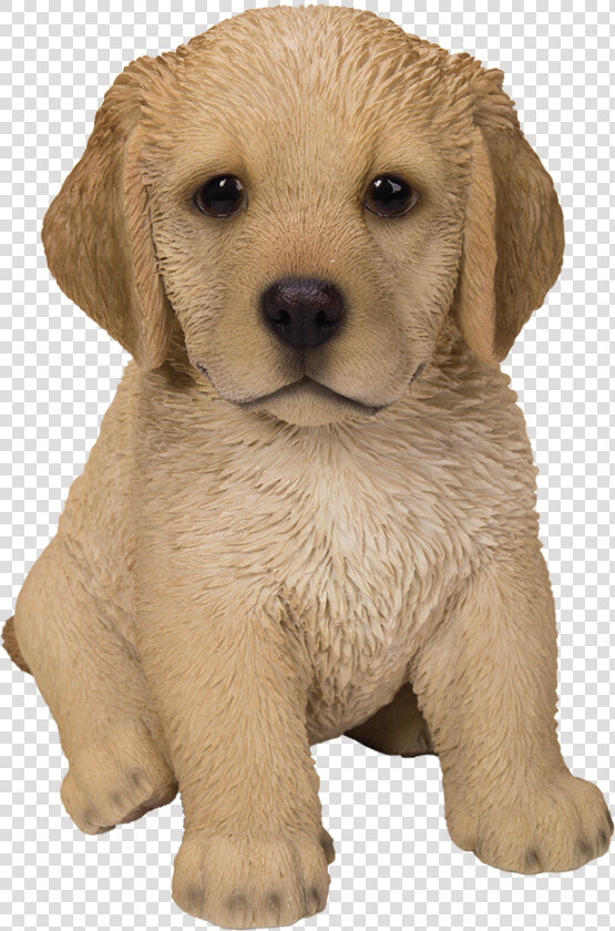 Cute Fluffy Cute Golden Retriever Puppy  HD Png DownloadTransparent PNG