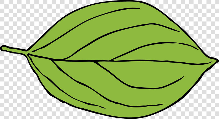 Apple  Leaf  Green  Oval  Shape   Oval Leaf Clipart  HD Png DownloadTransparent PNG