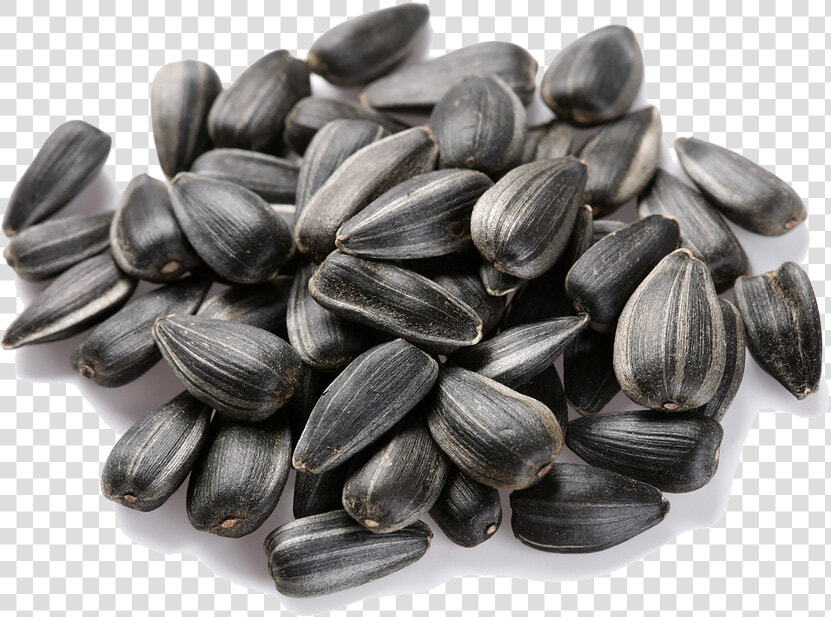 Download Sunflower Seeds Transparent   Transparent Background Sunflower Seeds Png  Png DownloadTransparent PNG