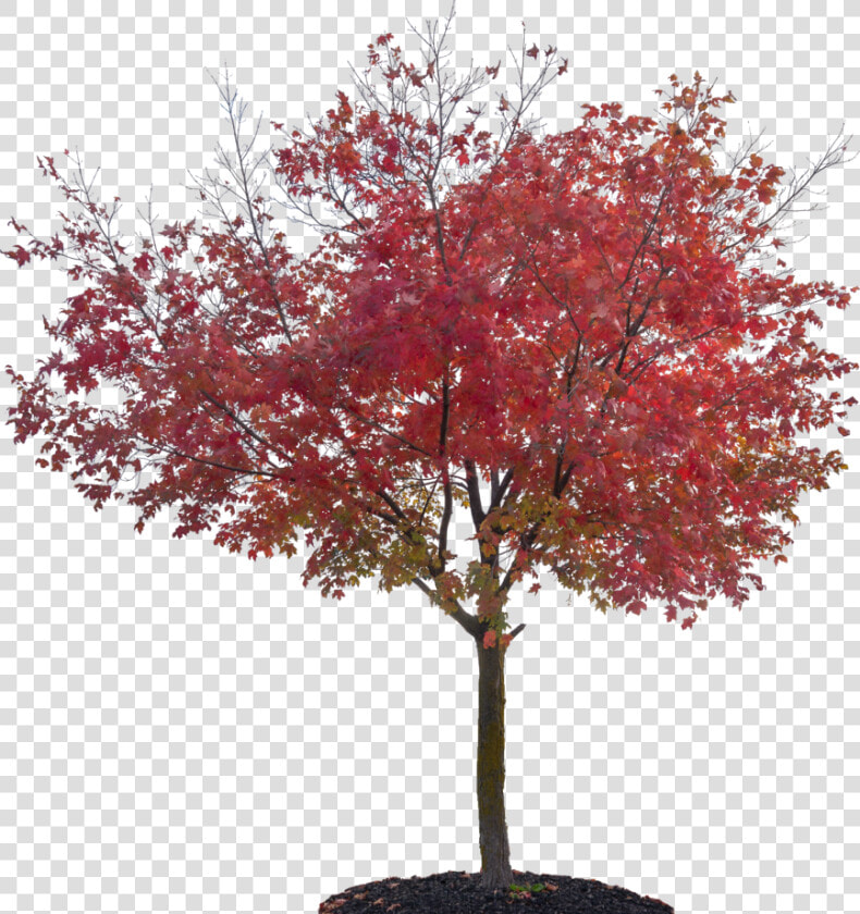 Transparent Fall Trees Png   Japanese Maple Tree Png  Png DownloadTransparent PNG