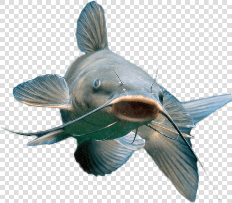 Blue Catfish  HD Png DownloadTransparent PNG