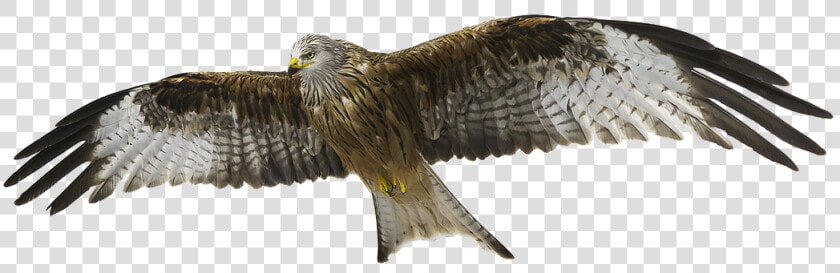 Red Kite  Red Milan  Milan   Kite Bird Transparent Background  HD Png DownloadTransparent PNG