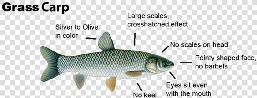 Grasscarp Diagram   Grass Carp For Ponds  HD Png DownloadTransparent PNG